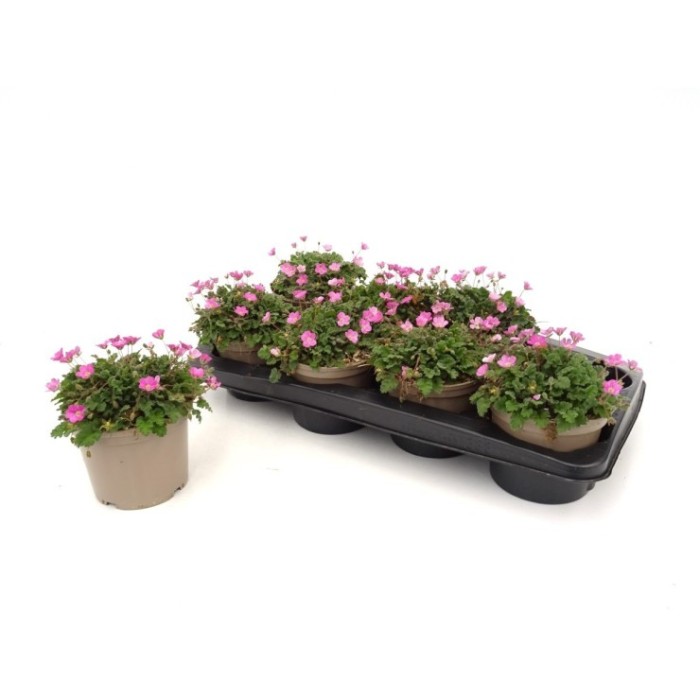 ERODIUM VARIABILE M13