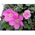 ERODIUM VARIABILE M13