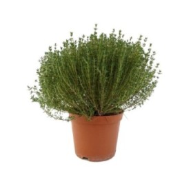 THYMUS COMPACTA M17