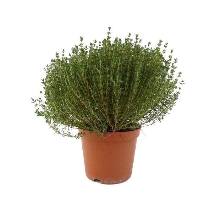 THYMUS COMPACTA M17