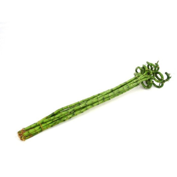 BAMBU  espiral 100cm.