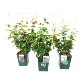 ROSA DAVID AUSTIN 10L BADA