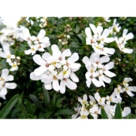 IBERIS SEMPERVIRENS M13