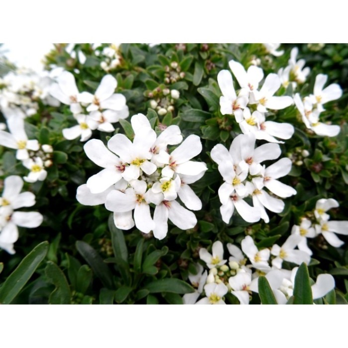 IBERIS SEMPERVIRENS M13