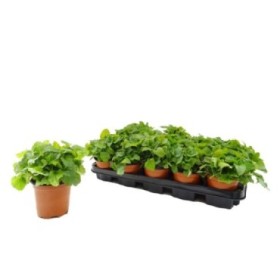 MELISSA OFFICINALIS M11 - TARONGINA