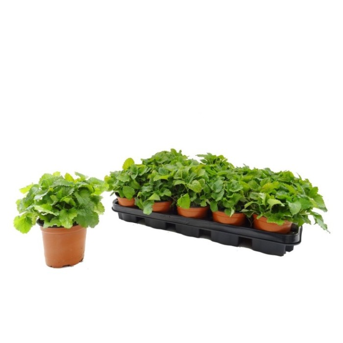 MELISSA OFFICINALIS M11 - MELISA