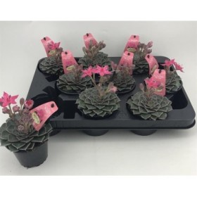 ECHEVERIA  M 9 Graptopetalum bellum