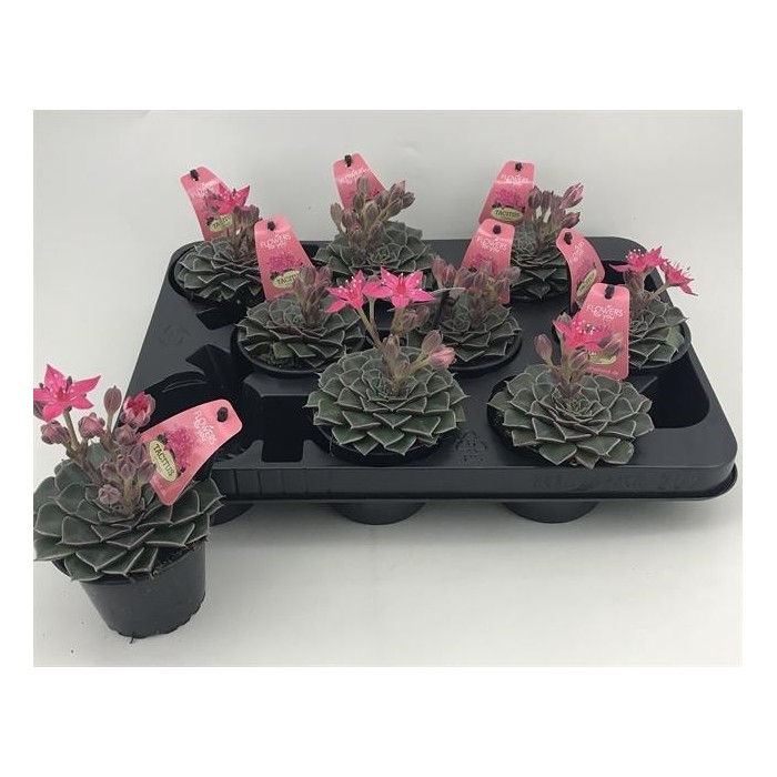 ECHEVERIA  M 9 Graptopetalum bellum