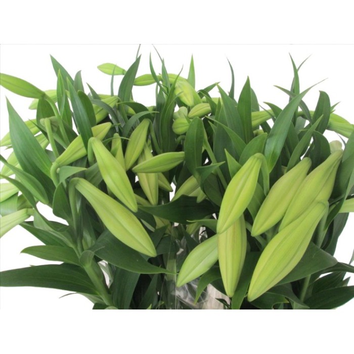 FLOR, LILIUM LONGUIFLORUM BLANC (paq. x 10)