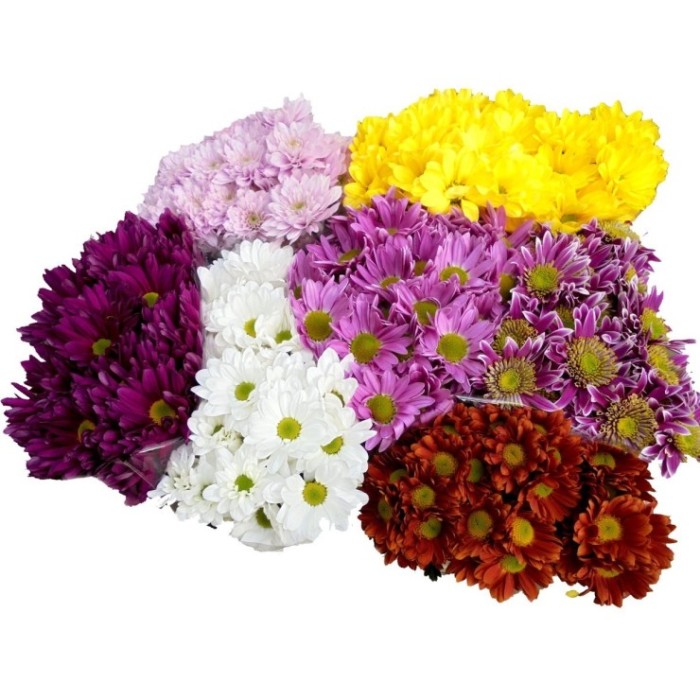 FLOR, CHRISANTEM MARGARITA (paq.x5)