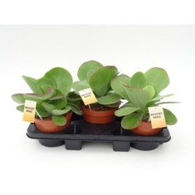KALANCHOE THIRSI FLORA M17 red lips