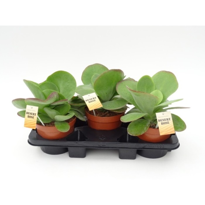 KALANCHOE THIRSI FLORA M17 red lips
