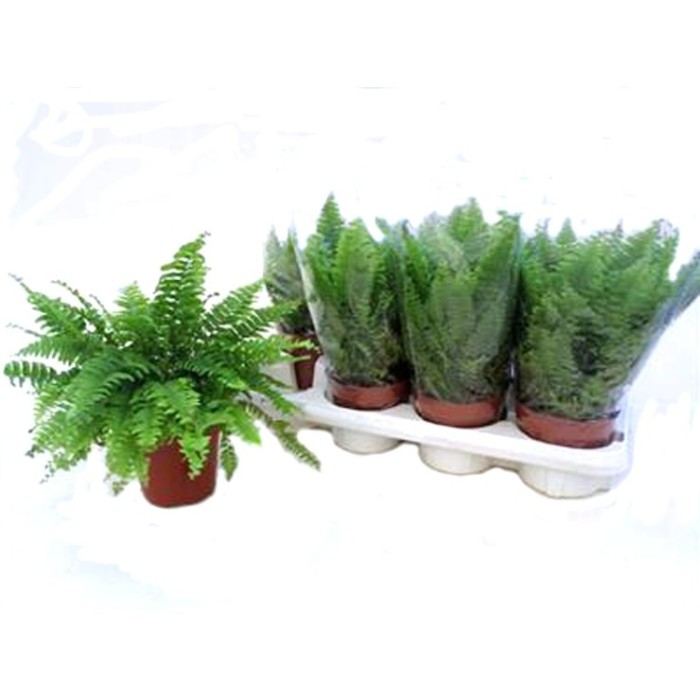 NEPHROLEPIS  M12 green lady