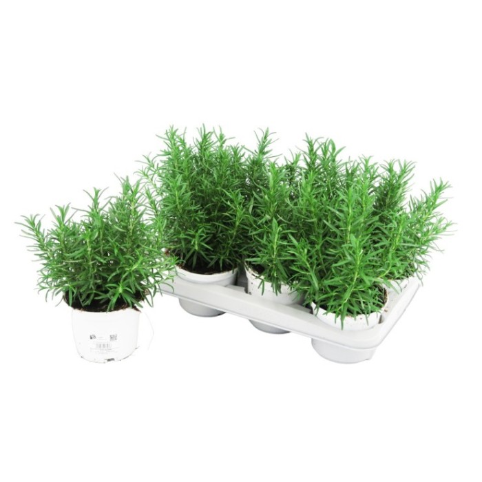 ROSMARINUS OFFICINALIS M13