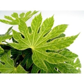 FATSIA SPIDERS WEB 5L