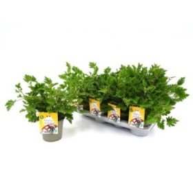 PELARGONIUM MOSKITO M14