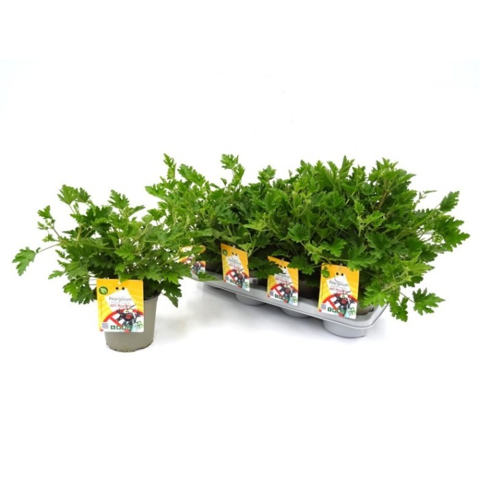 PELARGONIUM MOSKITO M14