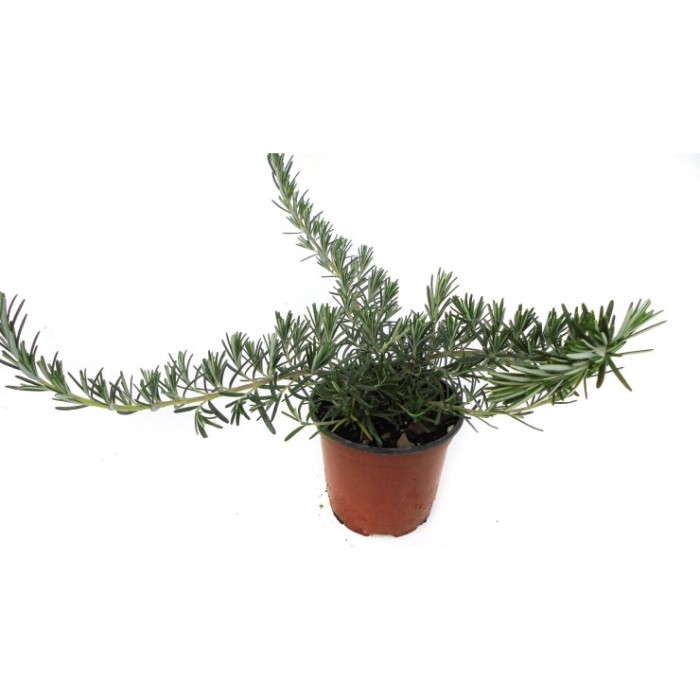 ROSMARINUS PROSTRATUS M11