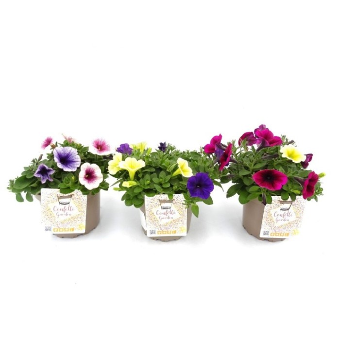 PETUNIA POTUNIA DUO M17