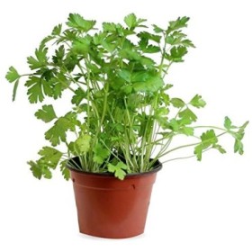 PETROSELINUM CRISPUM LISO M14 - PEREJIL LISO