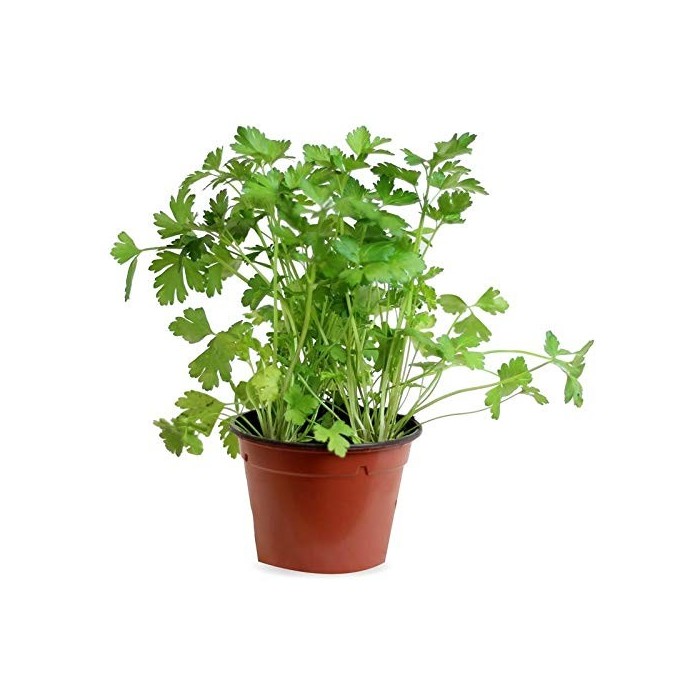 PETROSELINUM CRISPUM LISO M14 - JULIVERT LLIS