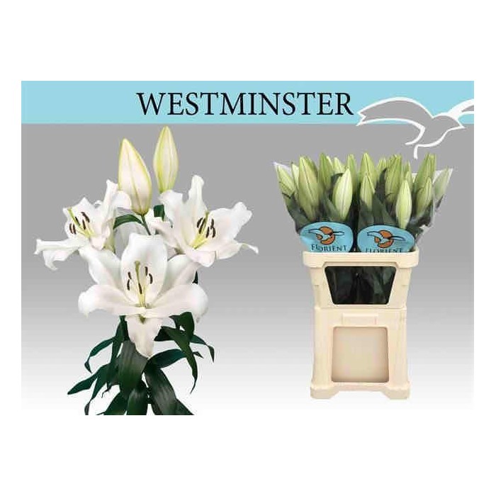 FLOR, LILIUM ORIENTAL HO. WESTMINSTER BLANC 100cm