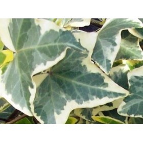 HEDERA HELIX EVA - TUTOR 125cm 2LV