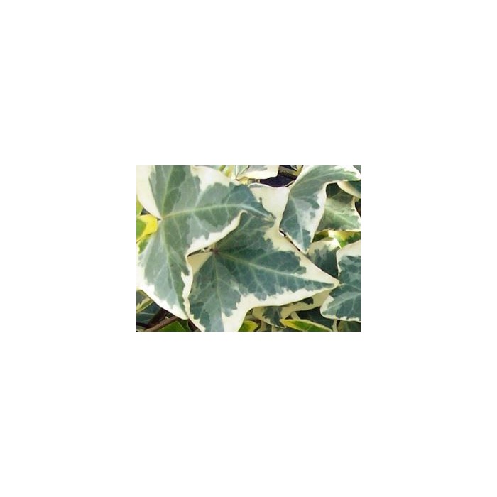 HEDERA HELIX EVA - TUTOR 125cm 2LV