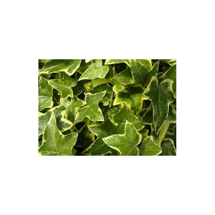 HEDERA HELIX GOLDCHILD - TUTOR 125cm 2LV