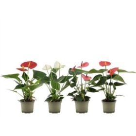 ANTHURIUM  M 9 MIX