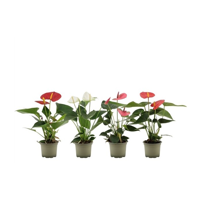 ANTHURIUM  M 9 MIX