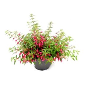 FUCHSIA ELECTRIC T6LD