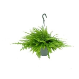 NEPHROLEPIS BOSTON T23