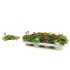 PORTULACA UMBRATICOLA M13