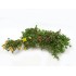 PORTULACA UMBRATICOLA M13