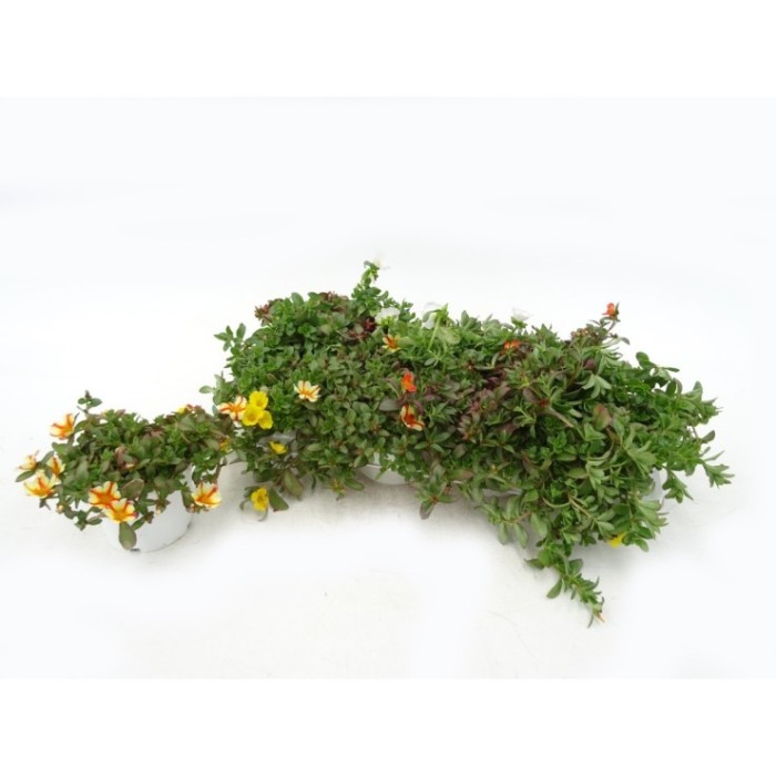 PORTULACA UMBRATICOLA M13