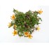 PORTULACA UMBRATICOLA M13