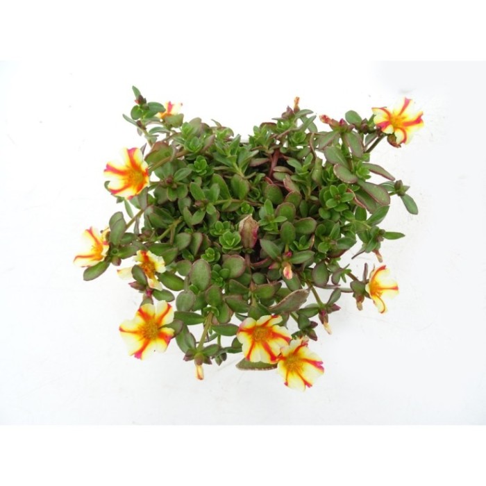 PORTULACA UMBRATICOLA M13