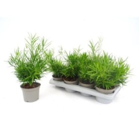 ASPARRAGUS FALCATUS M13