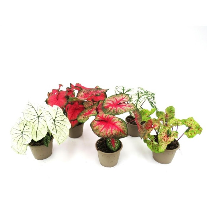 CALADIUM COLLECTION M15
