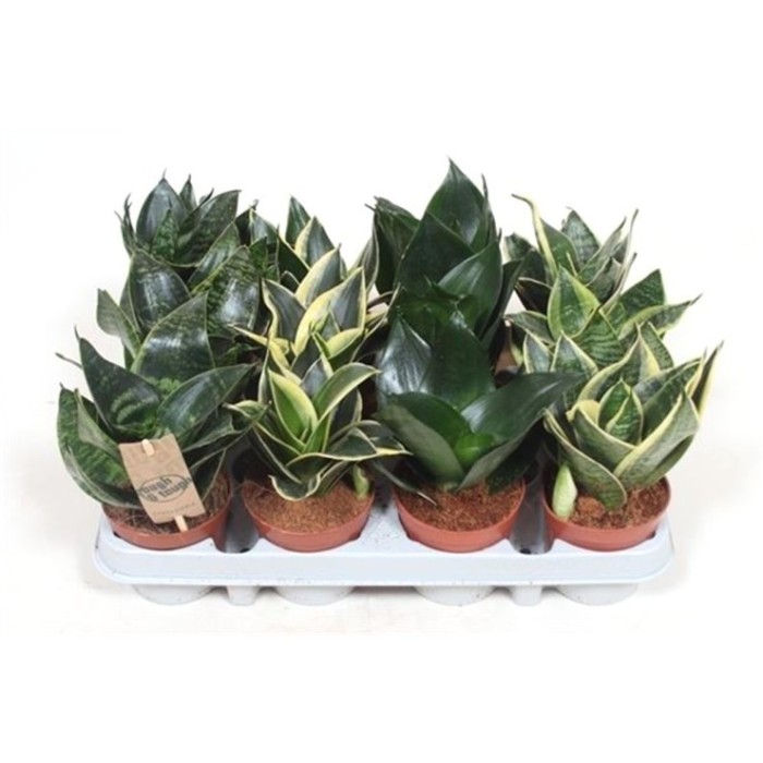 SANSEVIERIA M 9 TRIFASCIATA Hahnii