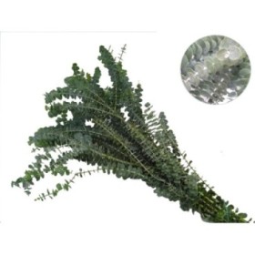 VERDES, EUCALIPTO GUNNI