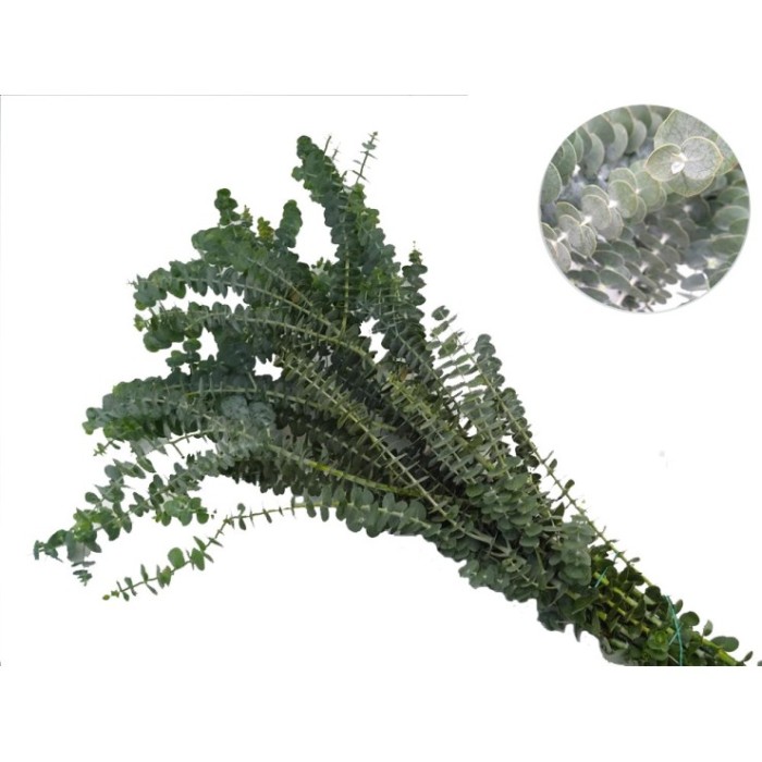 VERDES, EUCALIPTO GUNNI