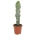 CEREUS FORBESII SPIRALIS M17 H50