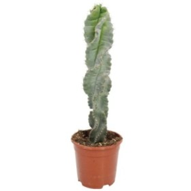 CEREUS FORBESII SPIRALIS M17 H50