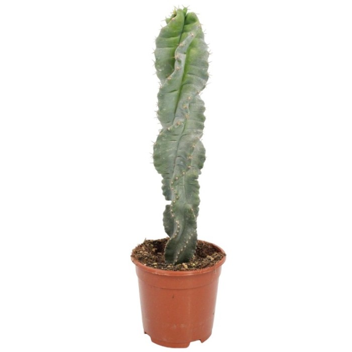CEREUS FORBESII SPIRALIS M17 H50
