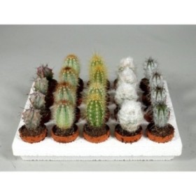 CACTUS   M 3 (safata 20 und)