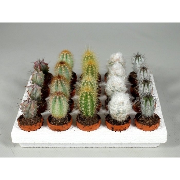 CACTUS   M 3  (bandeja 20 und)