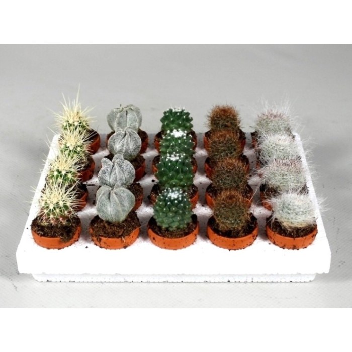 CACTUS   M 3  (bandeja 20 und)