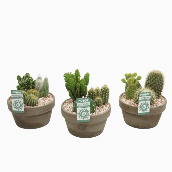 CACTUS COMPOSICION M17 TARRINA LAVA